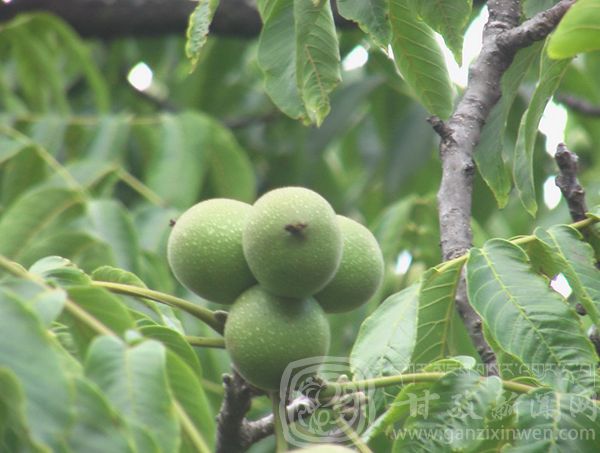 西部太陽(yáng)谷 得榮原生態(tài)美食 西部太陽(yáng)谷 得榮原生態(tài)美食