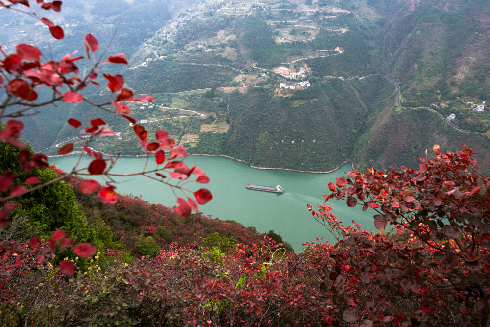 船舶行駛在紅葉掩映下的長江三峽重慶市巫山縣水域（2023年11月30日攝）。新華社記者 肖藝九 攝