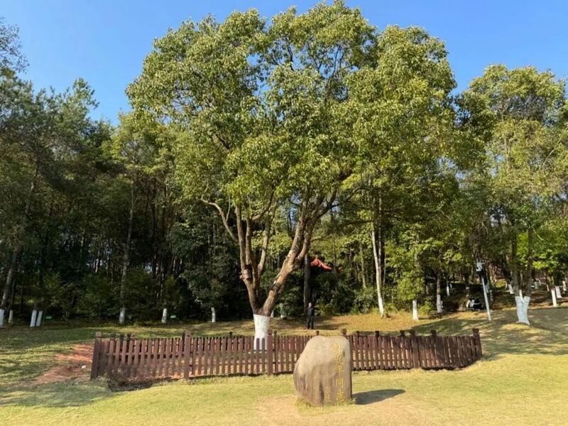 習近平同志為福建省長汀縣水土保持科教園捐種的香樟樹。圖源：學習時報