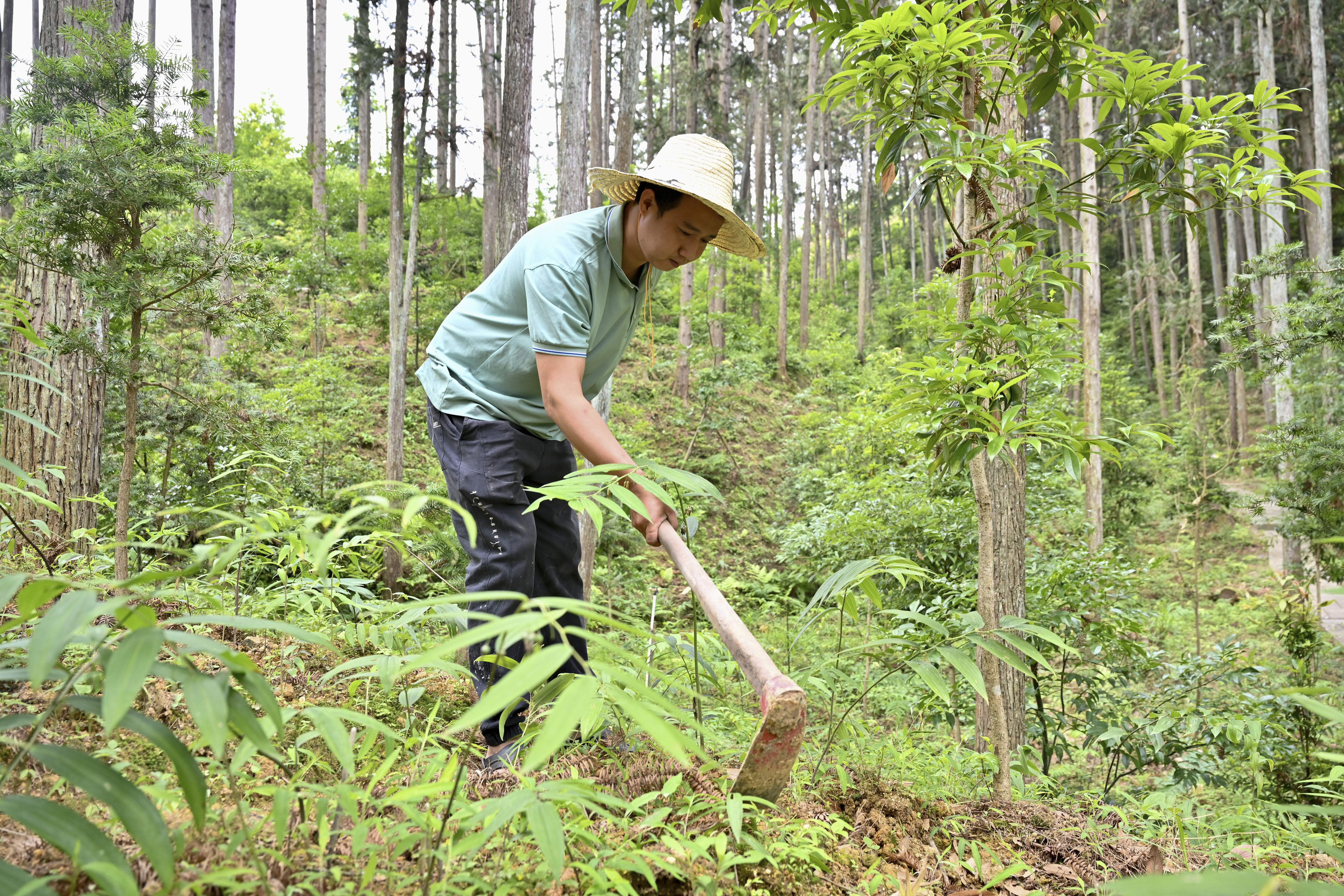 2024年5月9日，福建省三明市馬巖林下經(jīng)濟(jì)種植示范基地工人在管理林下種植的多花黃精。