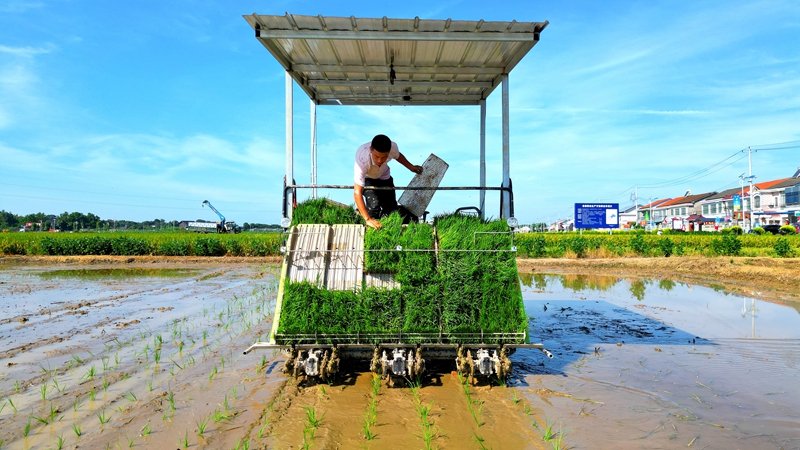 戴宏在無(wú)人駕駛的插秧機(jī)上作業(yè)。常德日?qǐng)?bào)社 王明睿 攝