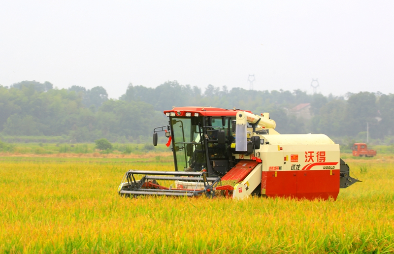 早稻收割忙，農(nóng)機(jī)來(lái)助力。常德市鼎城區(qū)融媒體中心供圖