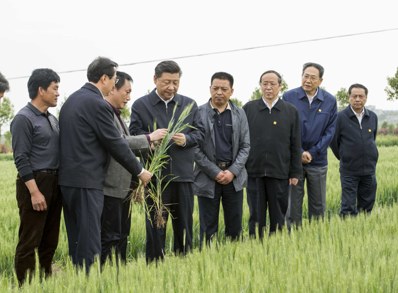 2016年4月25日下午，習(xí)近平在安徽滁州市鳳陽縣小崗村察看小麥長勢。左一為種糧大戶程夕兵。新華社記者 李學(xué)仁 攝