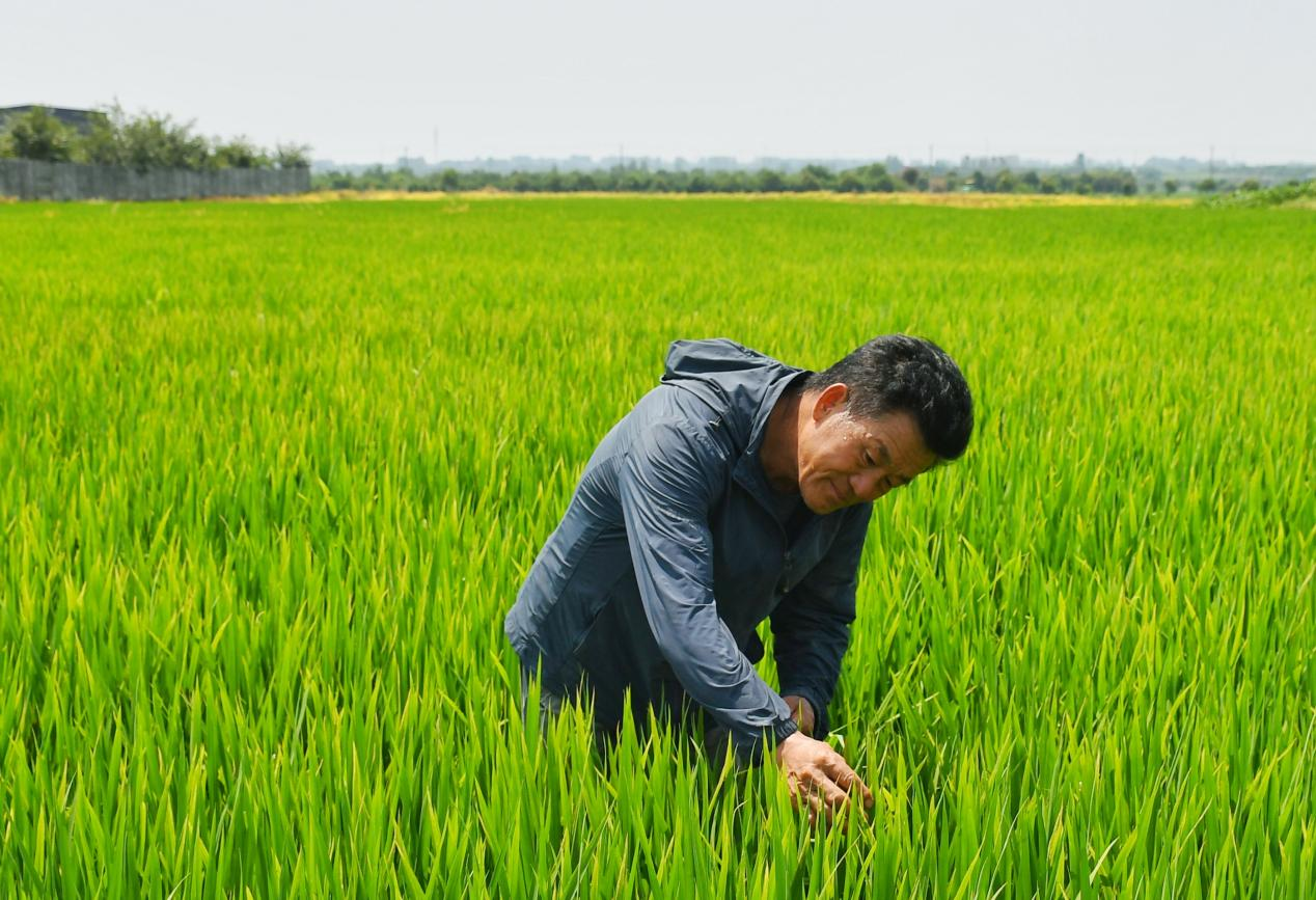 程夕兵在農(nóng)田里檢查水稻種植情況。人民網(wǎng)記者 周坤 攝